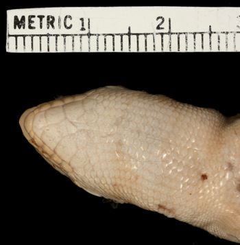 Media type: image; Herpetology R-33525   Aspect: head ventral